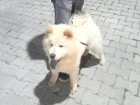 Arkadaş canlısı oğluşum çin aslanı