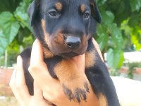 A kalite doberman yavrular