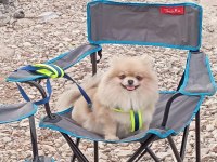 Pomeranian boo Thecup