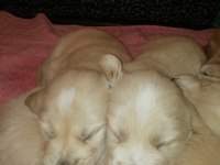 Baby face erkek golden retriever
