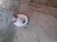 Cüce Tavşan yavrusu