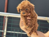 Petmode köpek çiftliğinden toy poodle