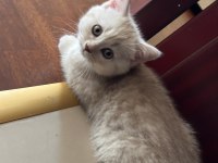 2 scottish fold longhair disi ve 1 erkek shorthair yavrular