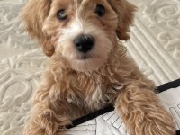 Maltipoo 4 Aylık