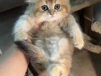 British Longhair Ny11 Dişi Golden