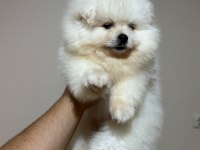 Kar Beyazı Pomeranian Bebeklerimiz