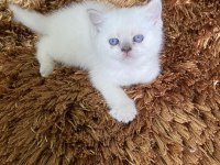 MUHTEŞEM GÜZELLİKTE DİŞİ KAR BEYAZ KEDİMİZ