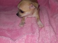 Mini chihuahua