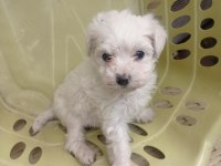 Minyatür boy maltese yavrular