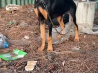 4 aylık saf kan doberman