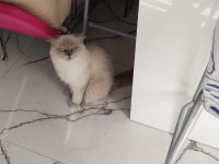 Scottish fold blue point ücretsiz