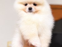 DİŞİ POMERANİAN BOO KÖPEĞİ