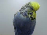 Show jumbo muhabbet kuşu