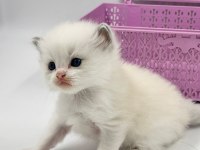Şampiyon Kan Hatlarından Safkan Ragdoll Bebekleri!
