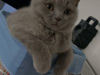 British shorthair oğlumuz yeni ailesini arıyor