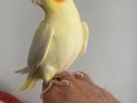 Sevimli lutino sultan papağanı
