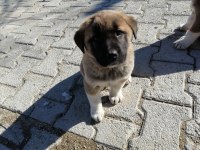 5 adet yavru kangal 3 erkek 2 dışı