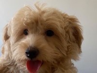 3 aylık maltipoo sahiplendiriyorum