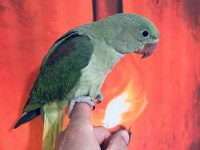 Bebek Alexander El Besleme Büyüyor