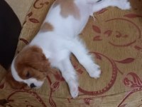 3 aylık erkek bebek king charles