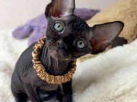 Elite Black Sphynx Kittens