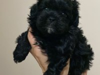 Maltipoo bebeğim
