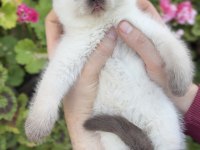 Bebek Yüzlü British Shorthair Yavrular