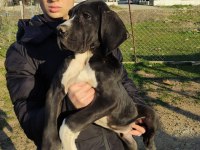 Great Dane Danua Yavrularımız