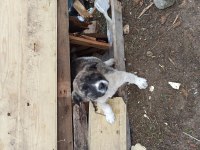 Köpeğimiz çok güzel