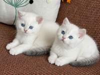 Golden point british shorthair yavrularımız