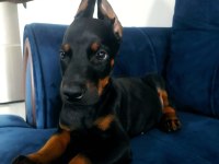 Eğitim çiftliğinden dev doberman