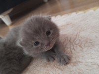 British shorthair gri yavru kedimiz