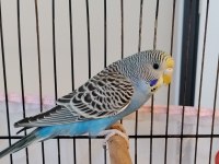 Yavru dişi muhabbet kuşları