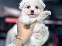 Maltese yavrular
