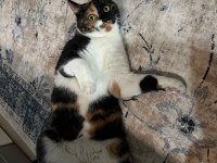 Kısır aşılı çipli ev kedisi calico cinsi kedimiz
