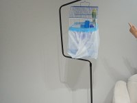 5 aylık rengi çok güzel dişi kuşumuz ve kafes asma aparatı
