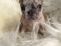 Ev bakımı french bulldog yavrularım