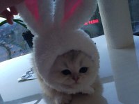 Son bir dişi pamuk british longhair