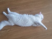 MECBURİYETTEN ANKARA KEDİSİ / DİŞİ / İSTANBUL