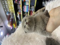 Güzel scottish fold yavrular yeni yuvalarını arıyor