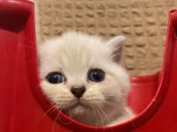scottish straight ve scottish fold cinsi yavrularım