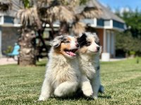 Enfes Avustralya Çoban Köpeği Yavruları