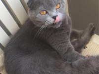 Minik prenses scottish fold