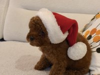 Kore kan toy poodle