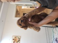 Son iki erkek poodle yavrumuz
