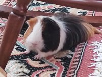 guinea pig