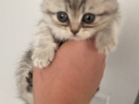 Anneleri british shorthair babaları scottish