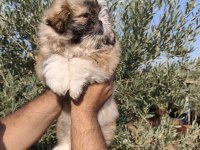 Shih tzu yavruları