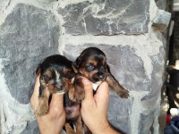 Sevimli Yorkie yavrumuz mutluluk getirmeye hazır!