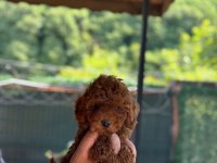 Show Kalite Toy Poodle Köpekler